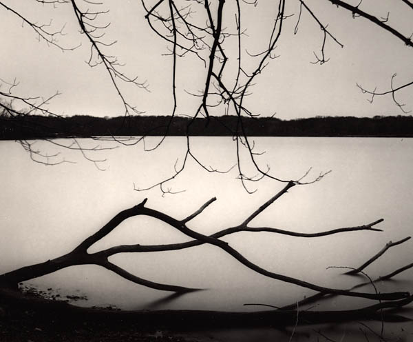 Branches at Dusk, Eagle Creek
