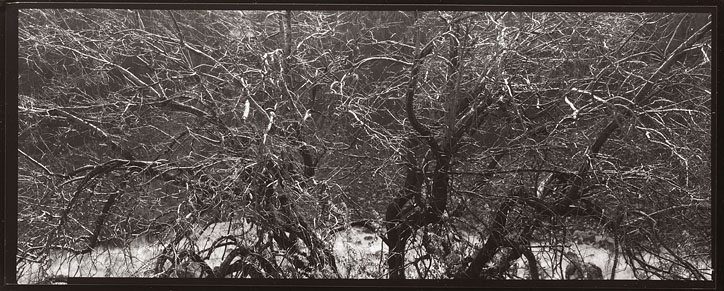 Branches, Dry Falls, WA