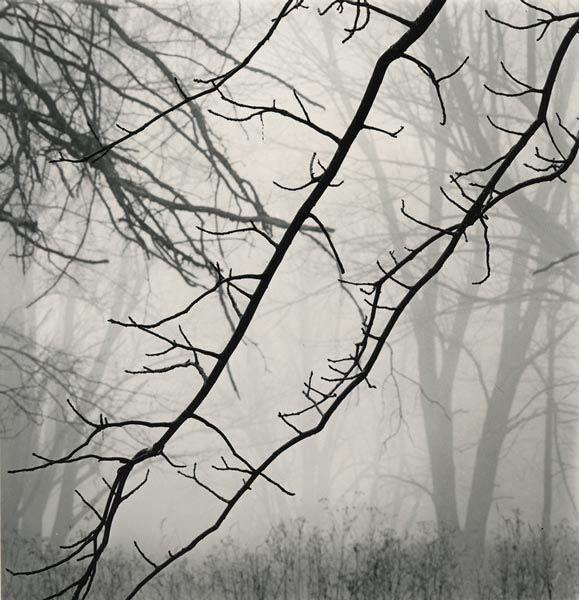 Branches, Eagle Creek