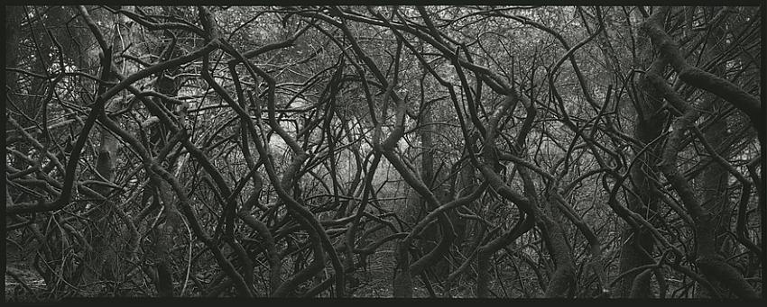 Branches, Trinidad State Beach, 2013