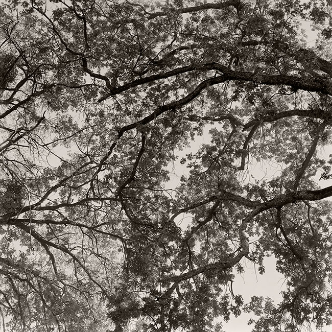 Branches