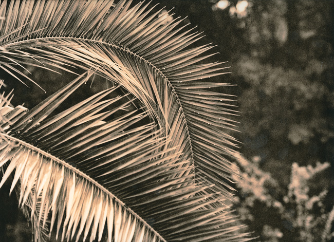 Branches