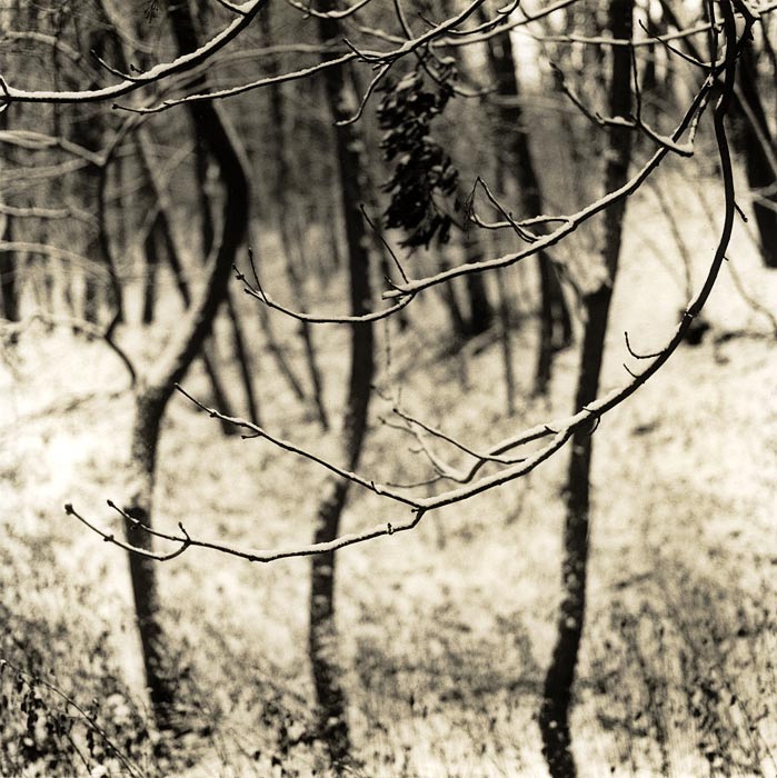 Branches