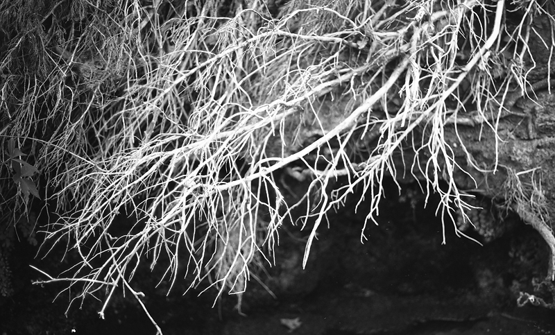 Branches