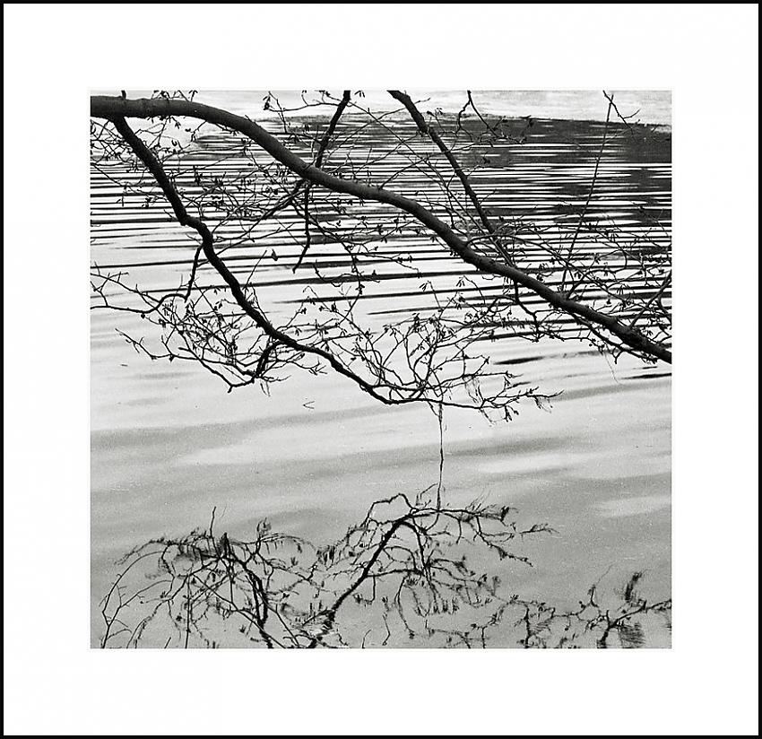 Branches
