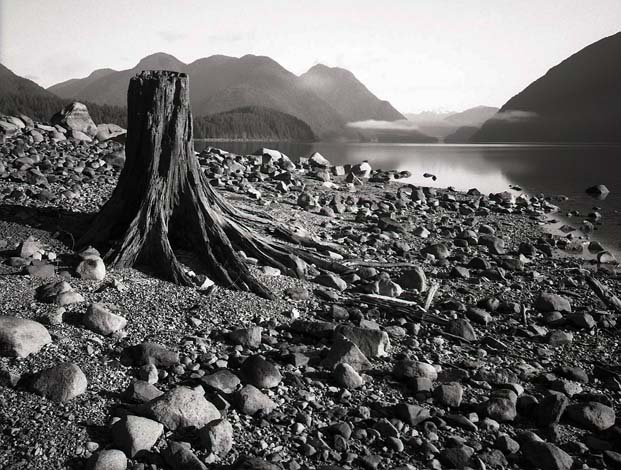 Branching Out