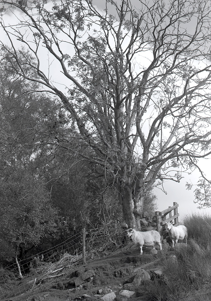Bransdale