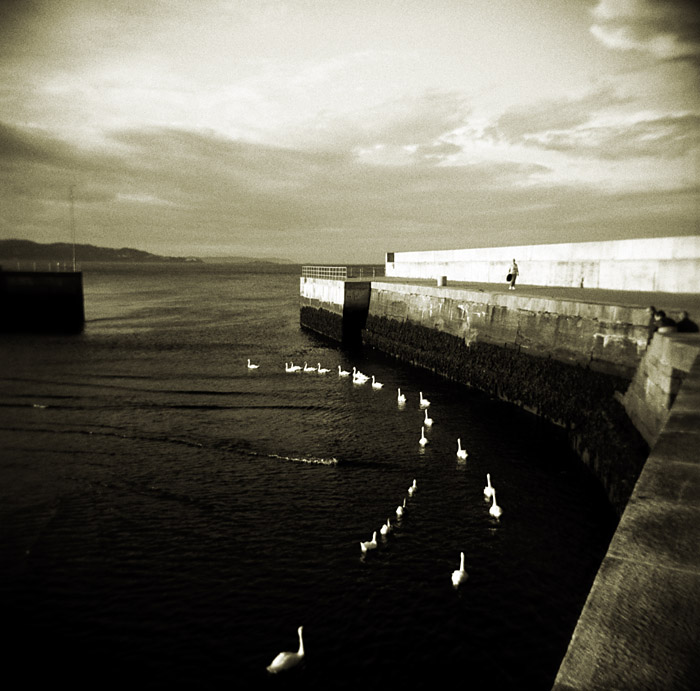 Bray Harbour Swans