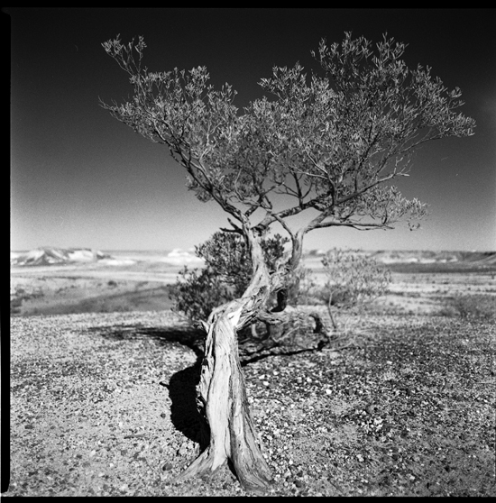 Breakaway Roots, Coober Pedy SA 2008