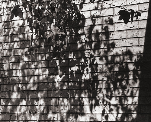 Brick Wall and Leaves