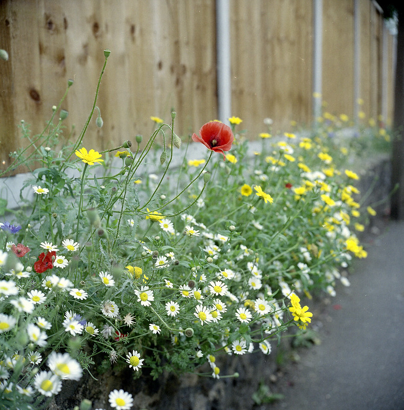 Brirish Wildflowers