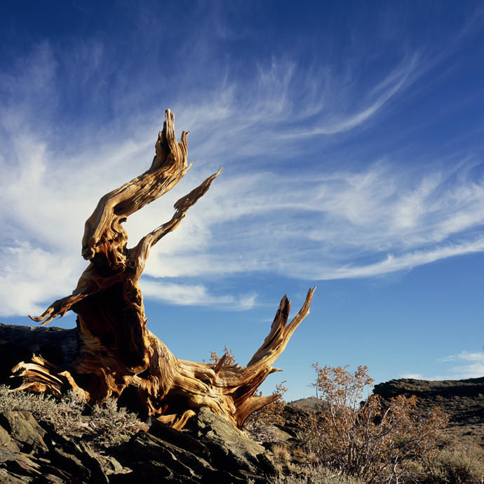 Bristlecone Figure