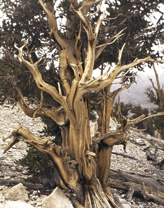 bristlecone pine white mountains