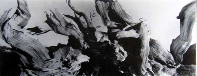 Bristlecone Root, 11,500 feet!