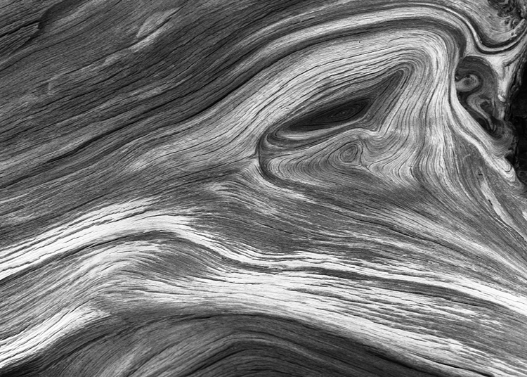 Bristlecone