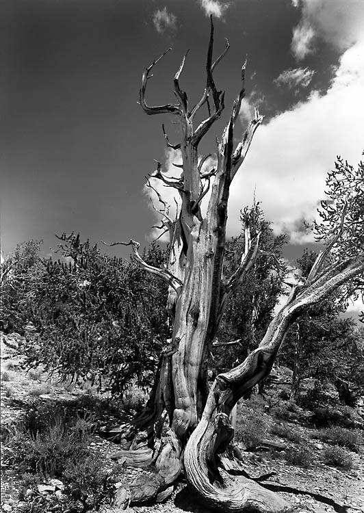Bristlecone