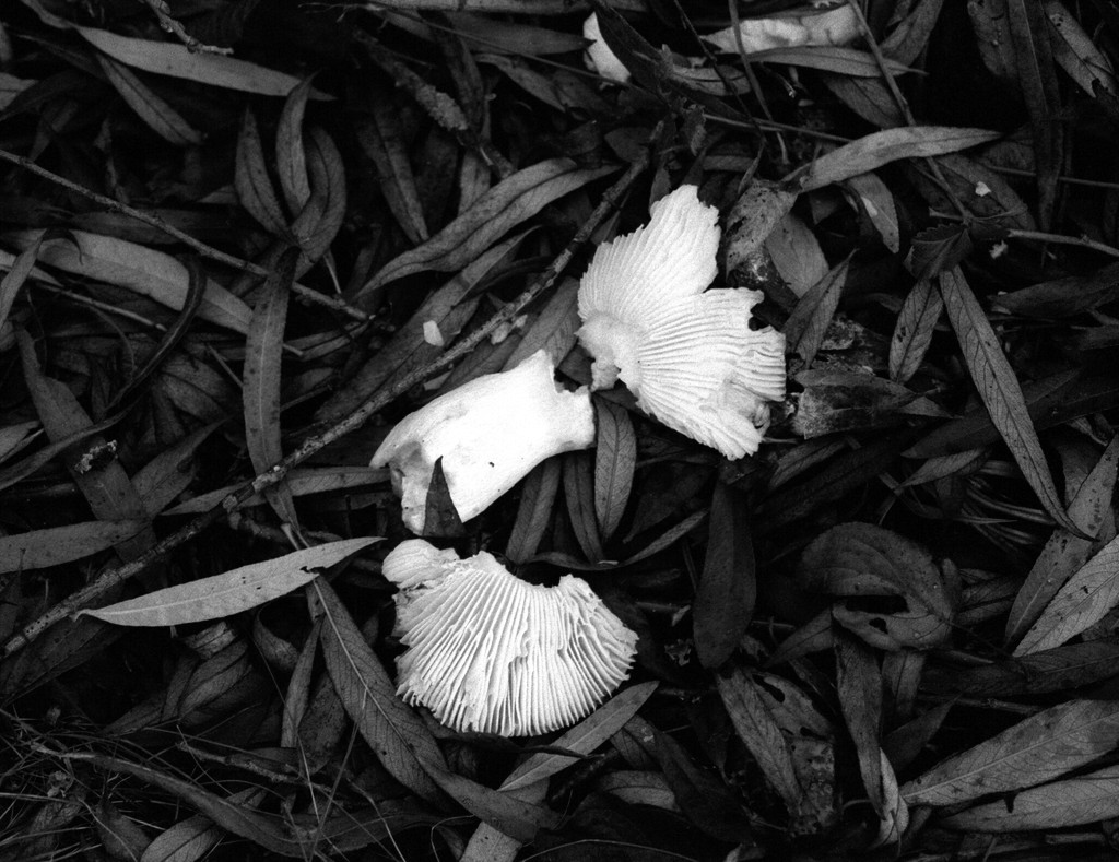Broken Fungi