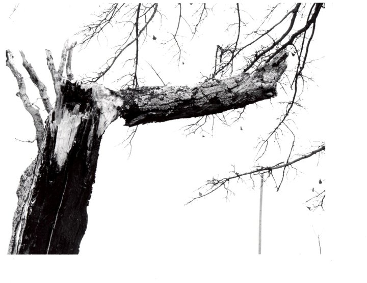 Broken Tree