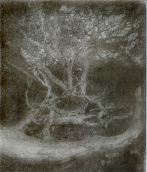 Bromoil - Dead & Live Oak