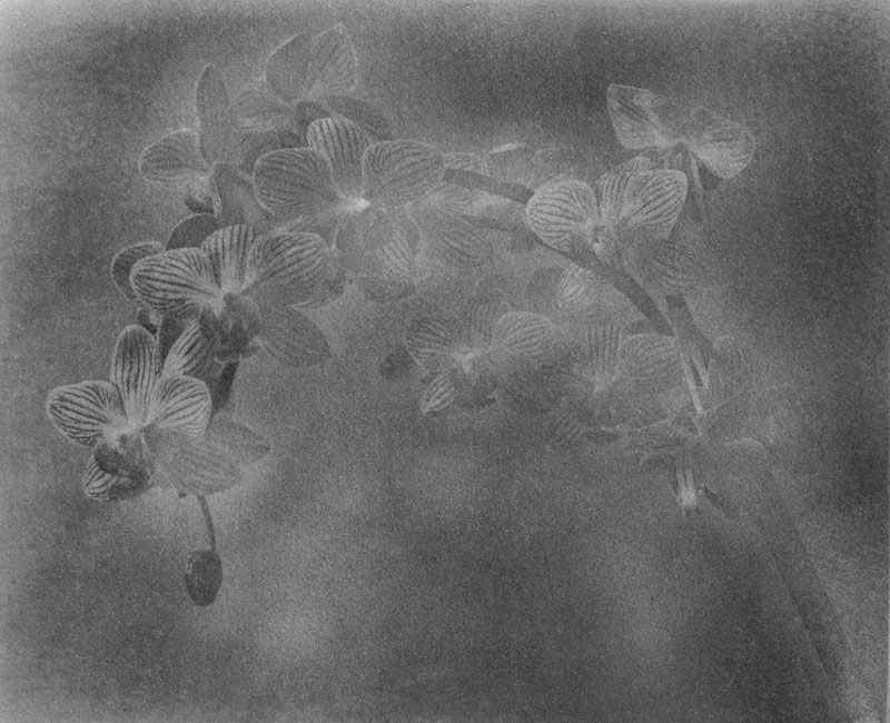 Bromoil flower