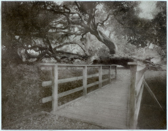 Bromoil - Los Osos Oaks Preserve
