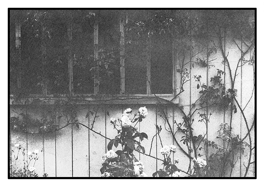 Bromoil of shed with roses