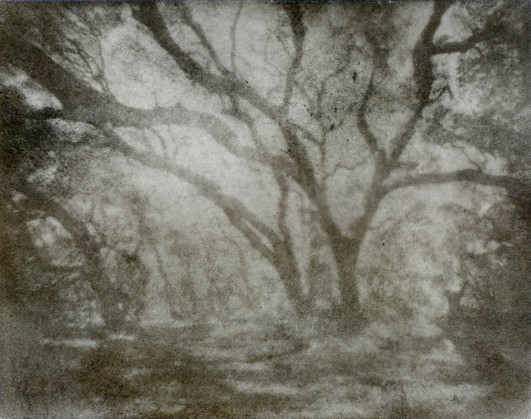 Bromoil - Pinhole - Los Osos Oaks