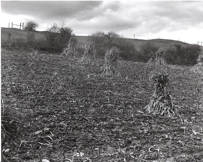 Brooding Hill 2