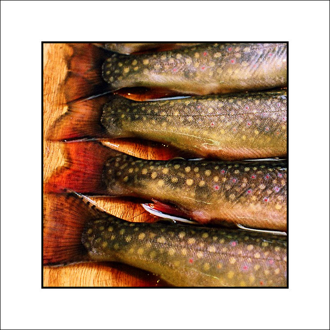Brook Trout Tails