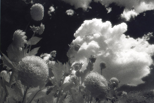 Brookside snowballs and cloud
