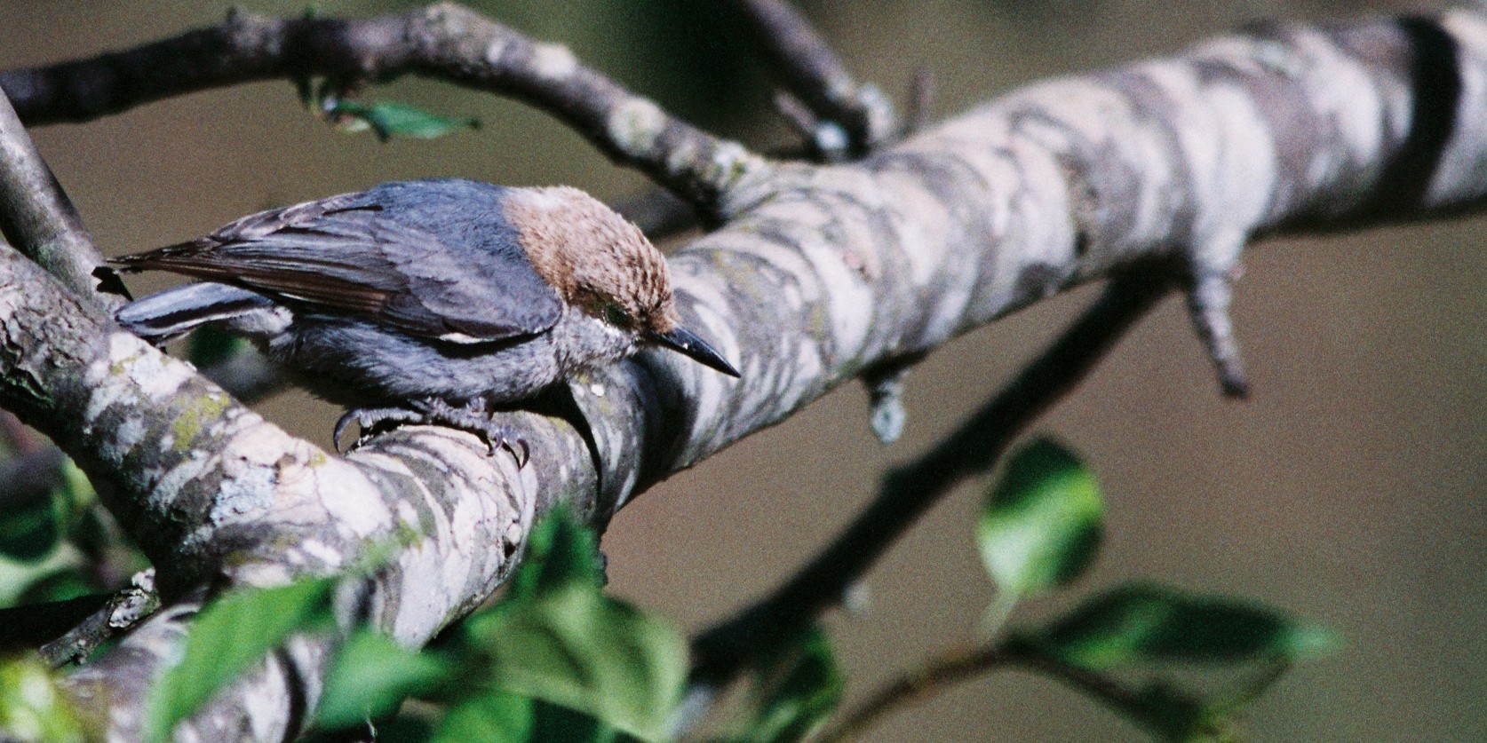 Brown crested nuthatch