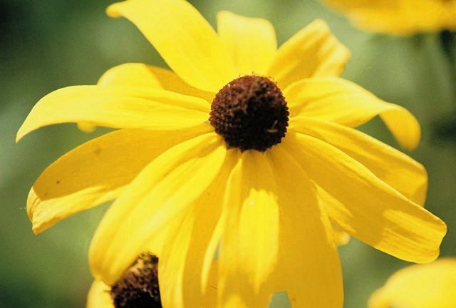 Brown-Eyed Susan