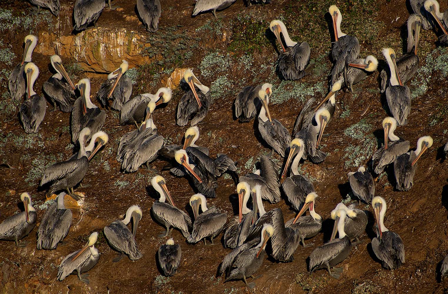Brown Pelicans