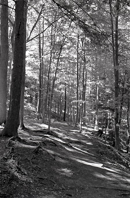 Bruce Trail in Spencer Gorge
