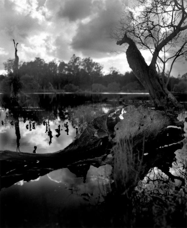 Brunswick Swamp