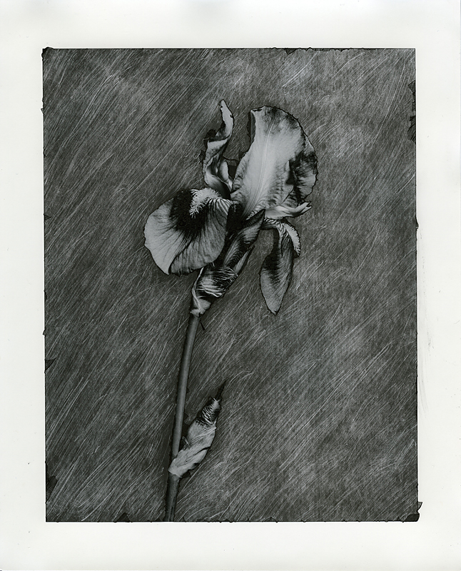 brushed iris