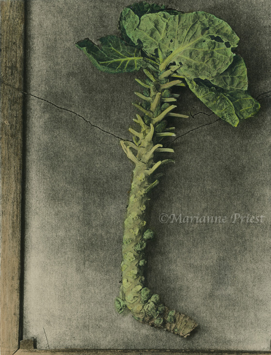 brussel sprout portrait 2 hc