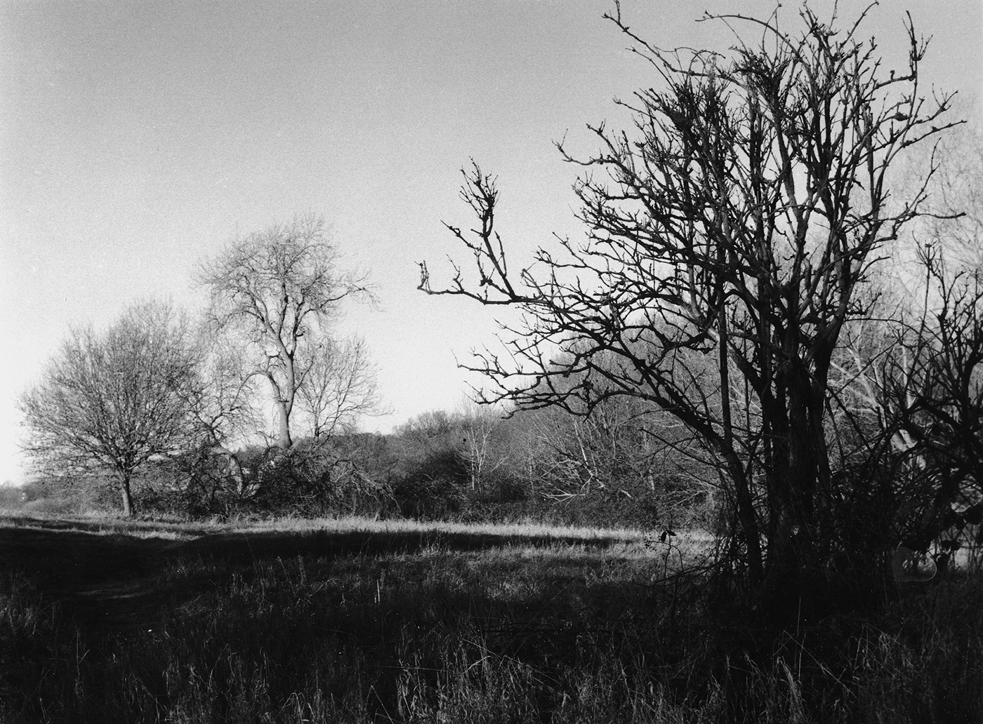 BT Landscape 03.jpg