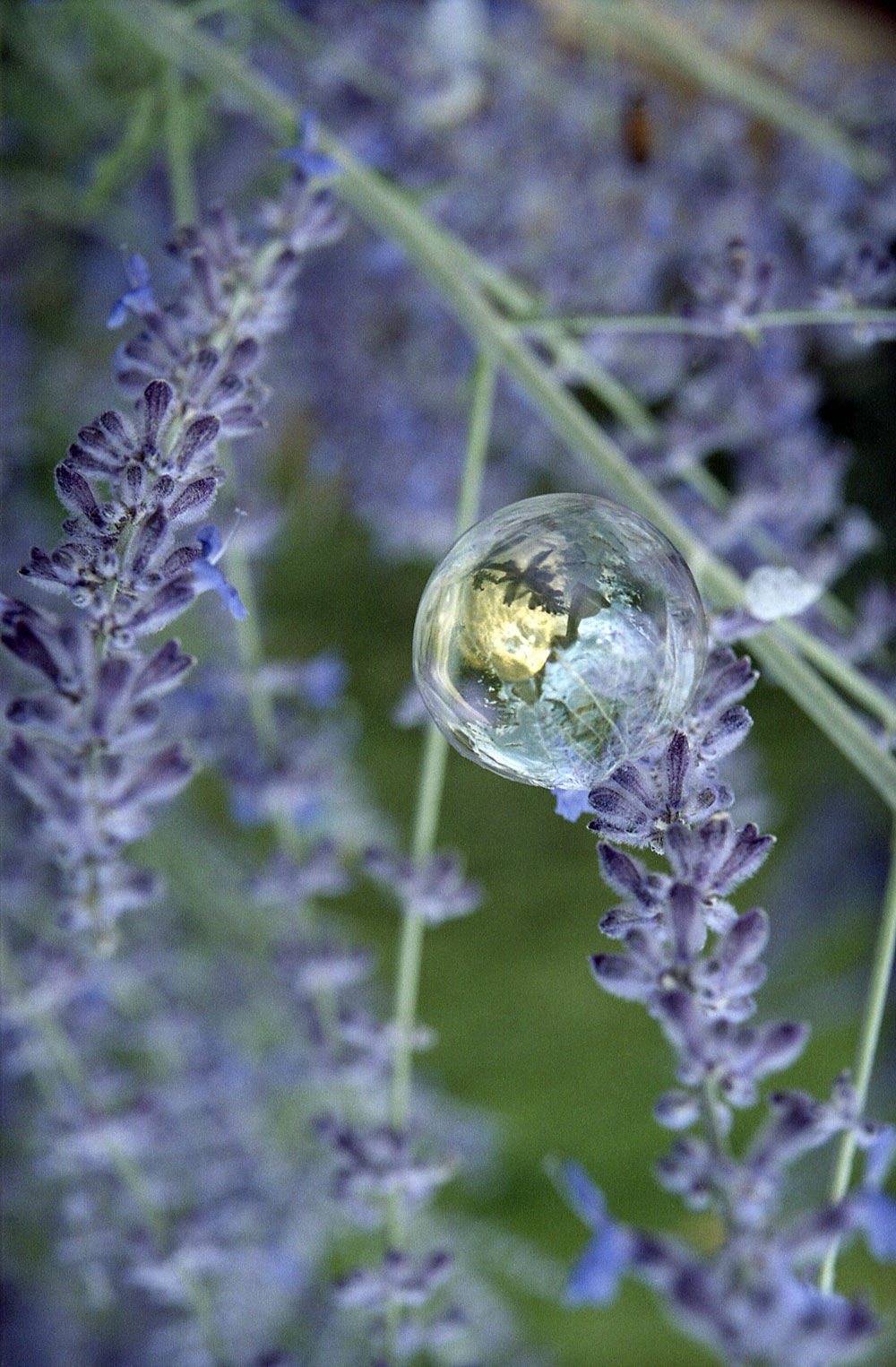 Bubble