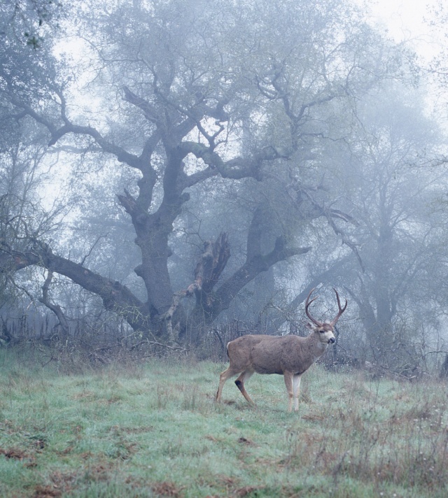 Buck In Fog, Effie Yaw Nature Center