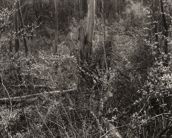 Bucks County, April, 2009