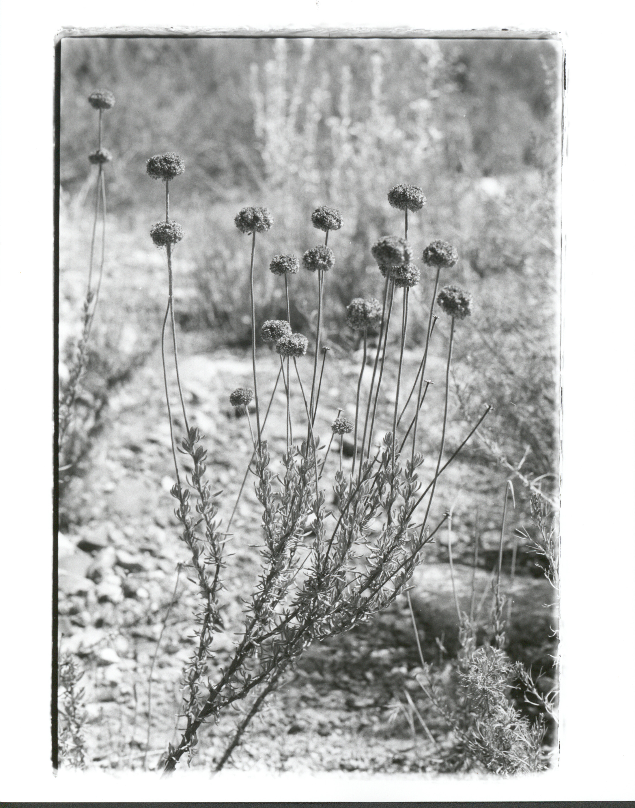 Buckwheat, Holy Jim Canyon