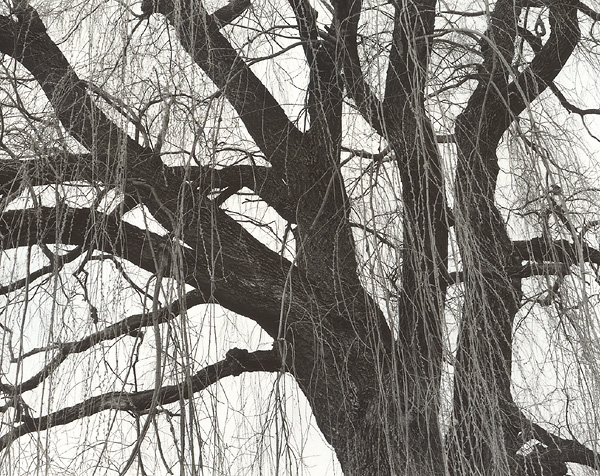 Budding Willow