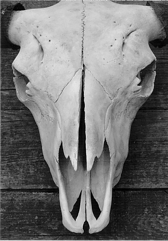 Buffalo Skull - on Fuji Instant