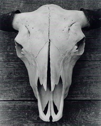 Buffalo Skull