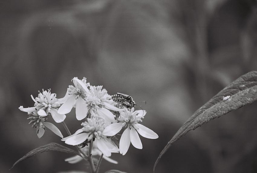 Bug Love