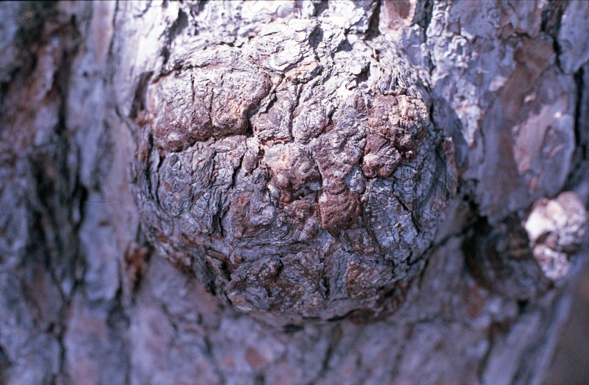 Bulbous