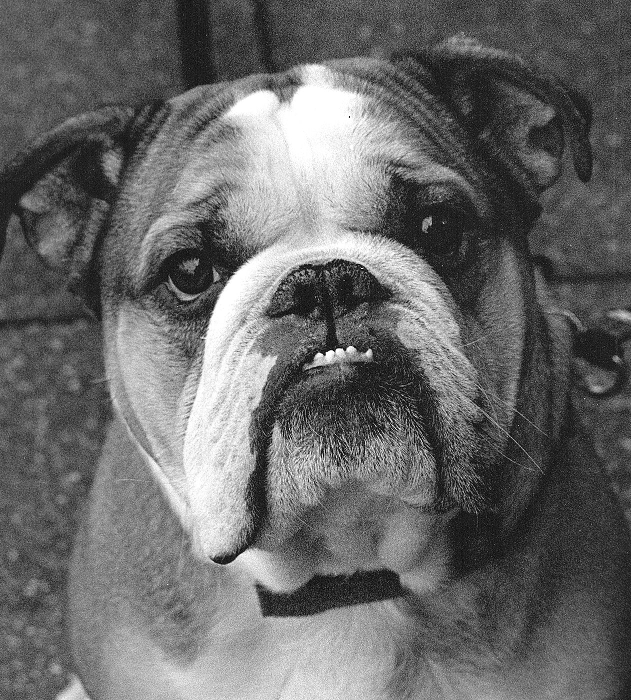 Bull Dog.jpg