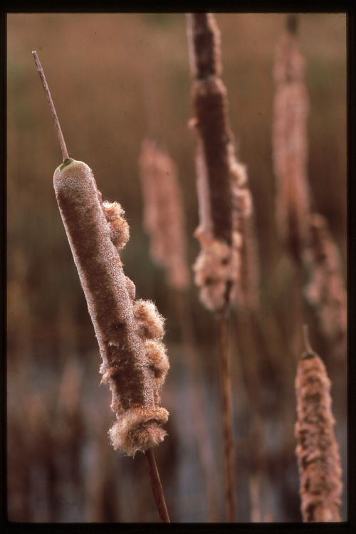 Bullrush.