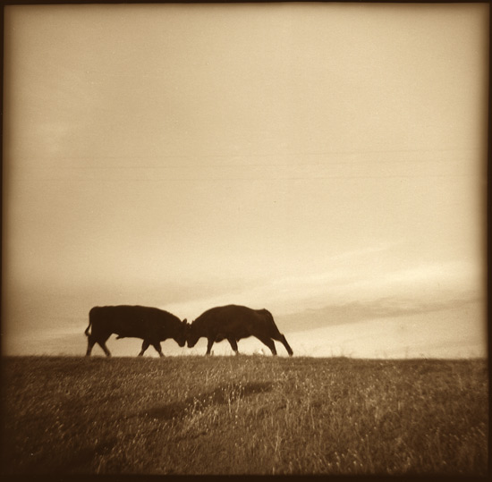 Bulls, near Port Chicago
